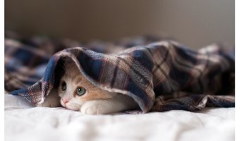 体温が1度下がると免疫力は37％低くなる