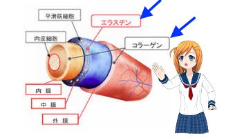 エラスチンとは？
